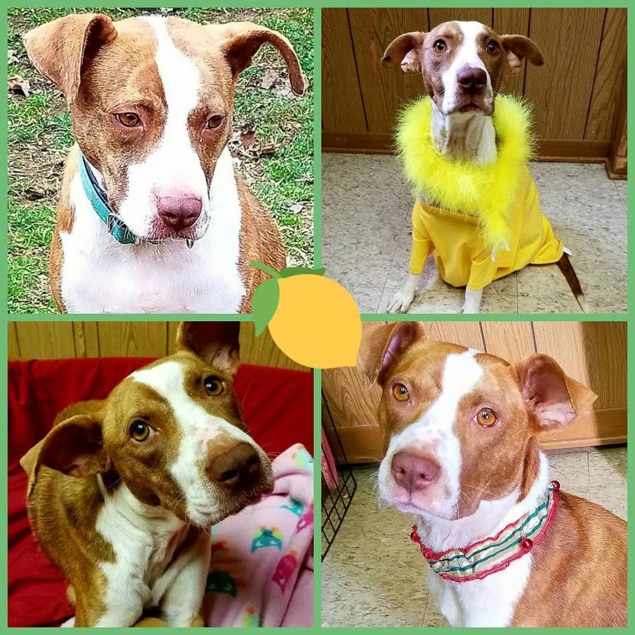 paws dogs for adoption friday s friend adoption operation paws for homes from the s paw a paws dogs for adoption friday s friend adoption operation paws for homes from the s paw a
