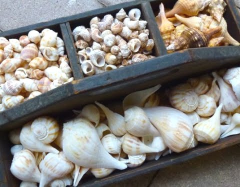 seashell display box