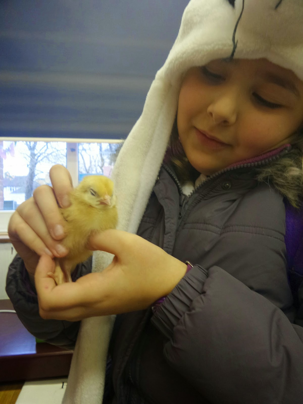 Top Ender holding a Little Baby Chick