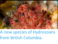 http://sciencythoughts.blogspot.co.uk/2013/06/a-new-species-of-hydrozoans-from.html