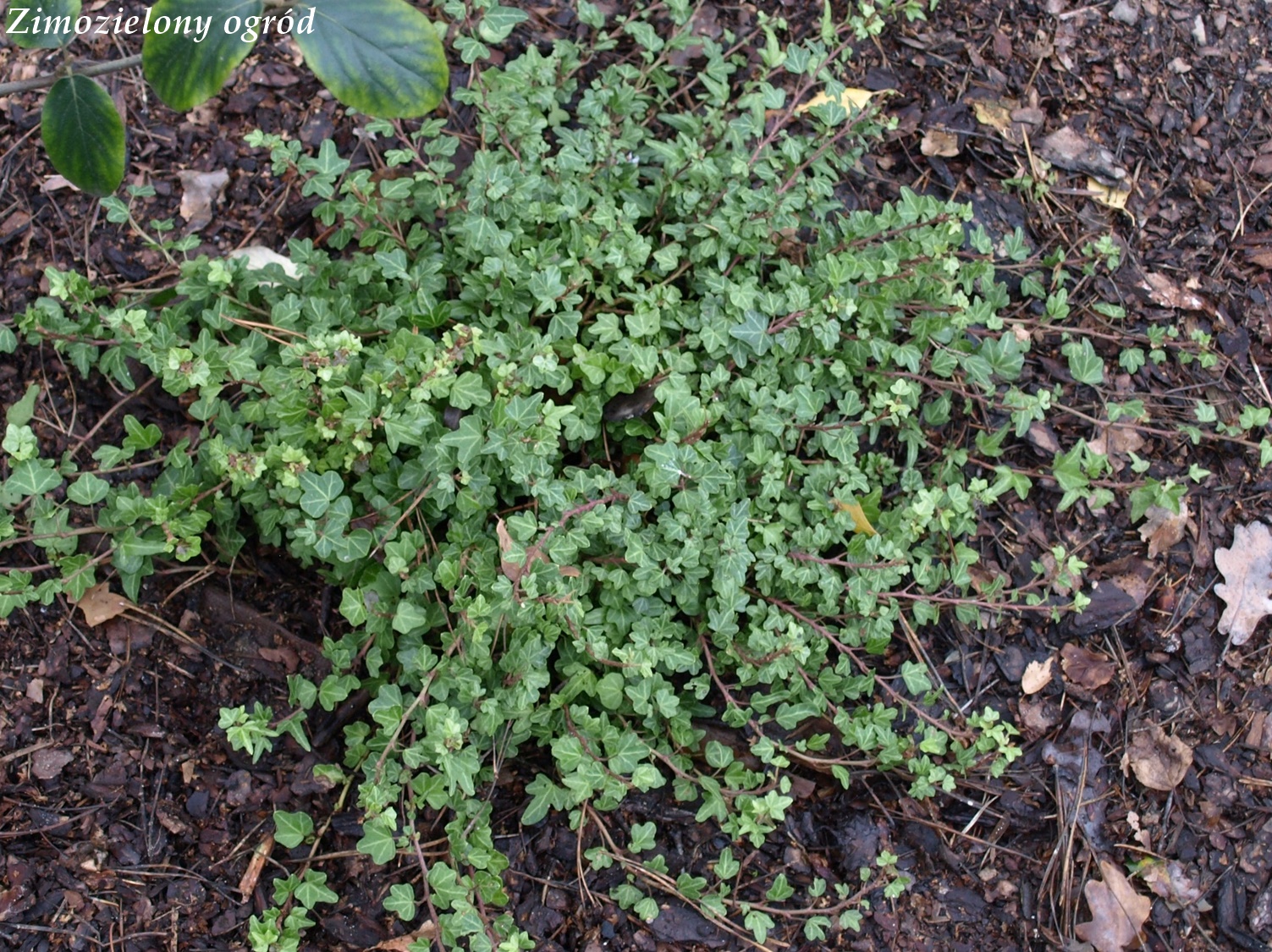 Zimozielony Ogrod Pieris Japonski Debutante