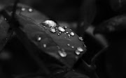 Water Drops on Leaf Wallpaper (water drops on leaf hd wallpaper)