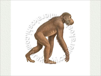 primates prehistoricos Dryopithecus