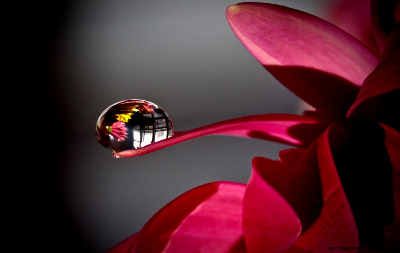 Macro Photography Water Droplets Wallpaper 6140 Wallpaper