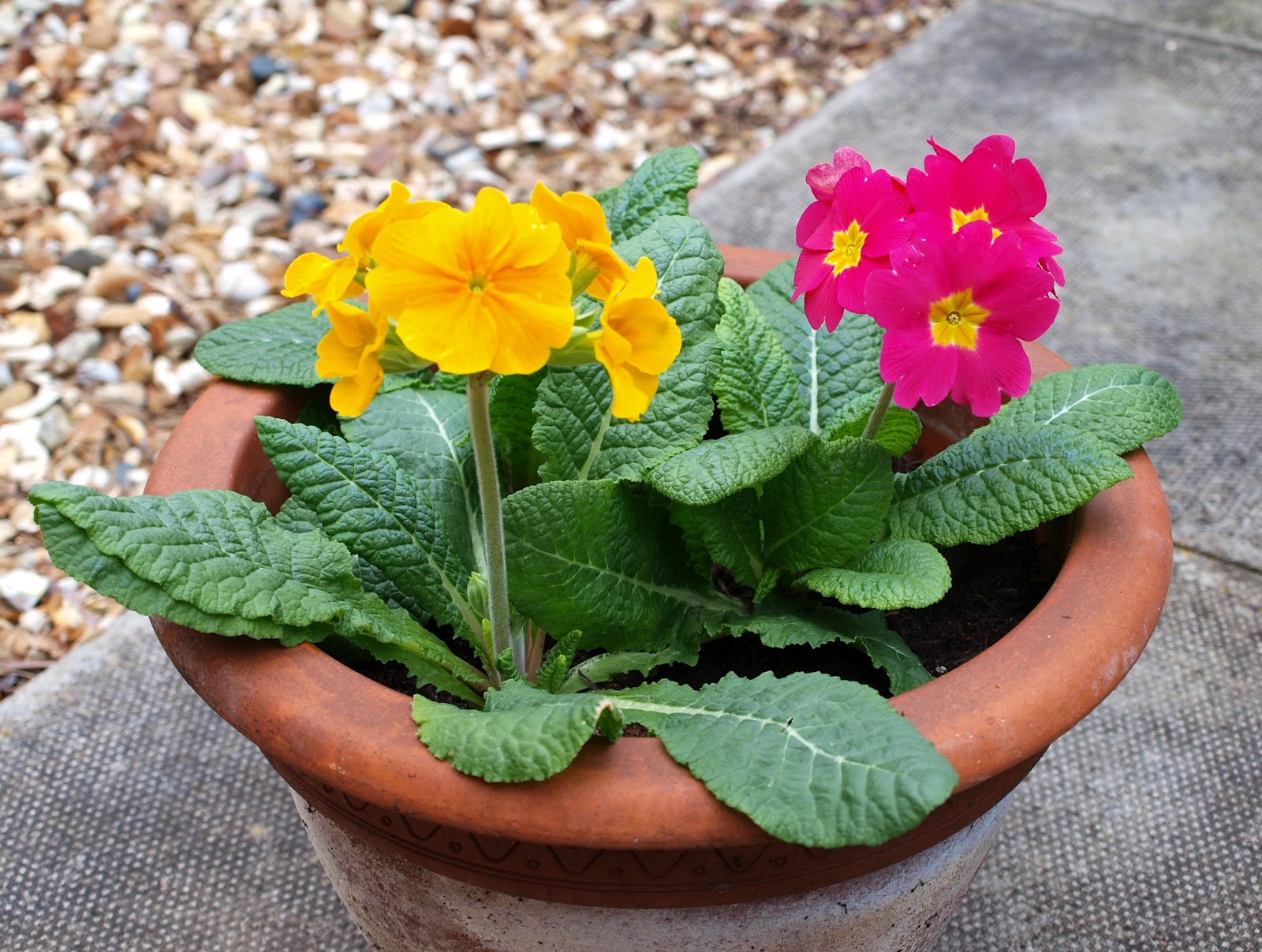 Mark's Veg Plot Spotlight on Polyanthus