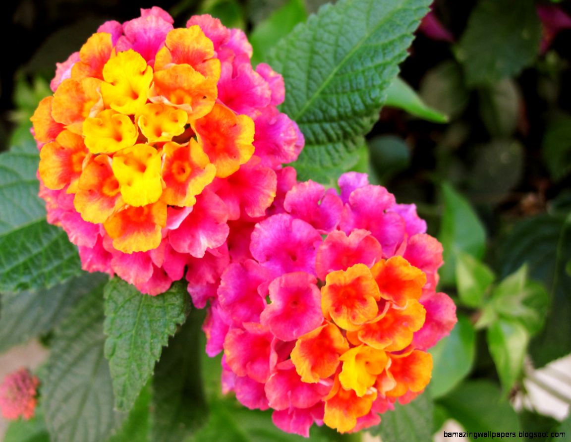 Vivid Color Flowers Free Stock Photo   Public Domain Pictures