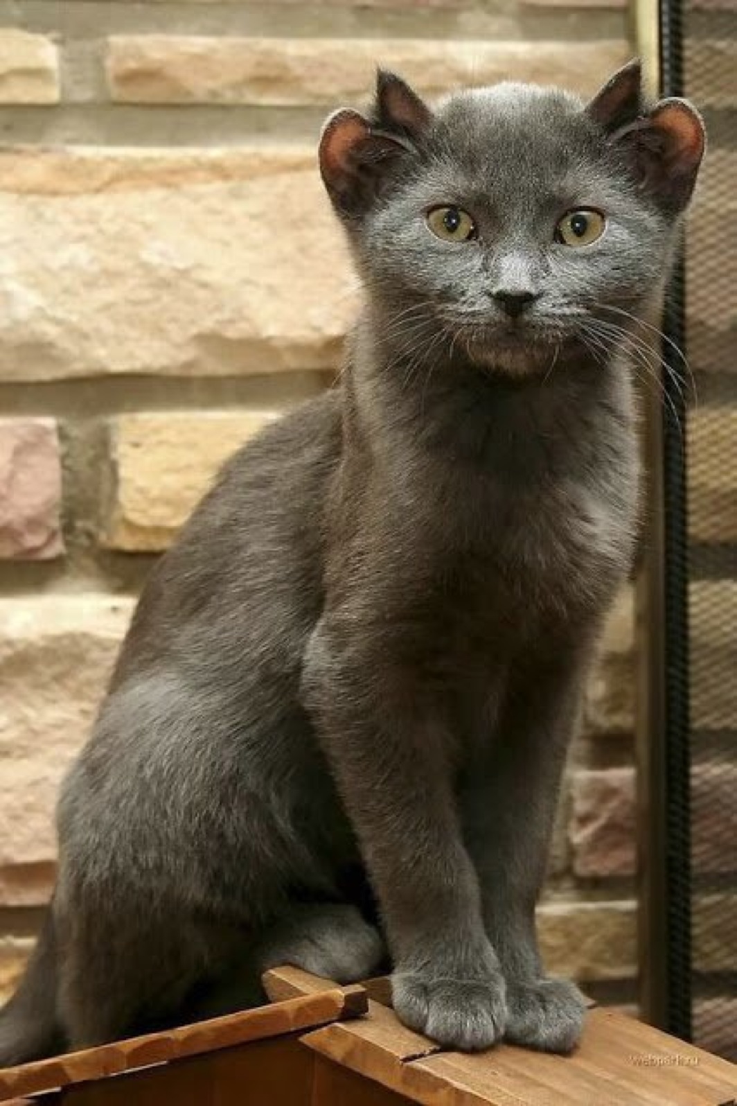 Бывает ли порода. Картезианская кошка шартрез. Кот йода с 4 ушами. Четырехухий кот. Кот Мидас с 4 ушами.