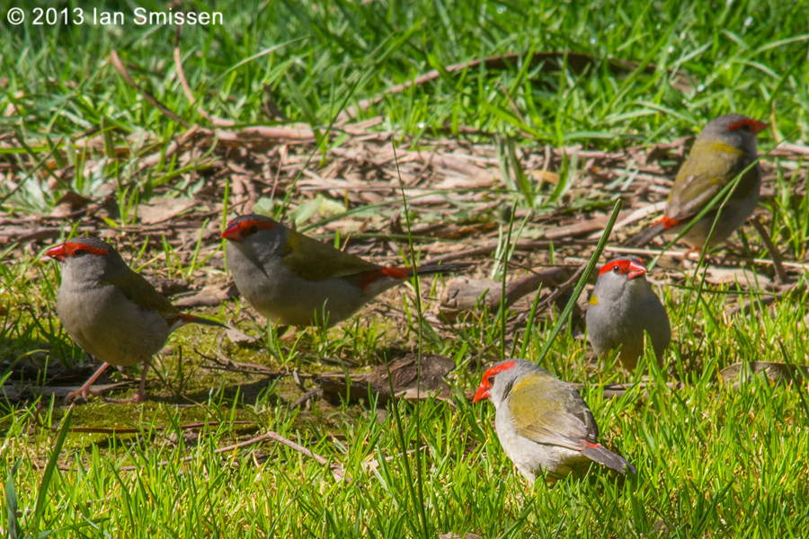 A passion for birds... Brisbane Ranges Bush Birds