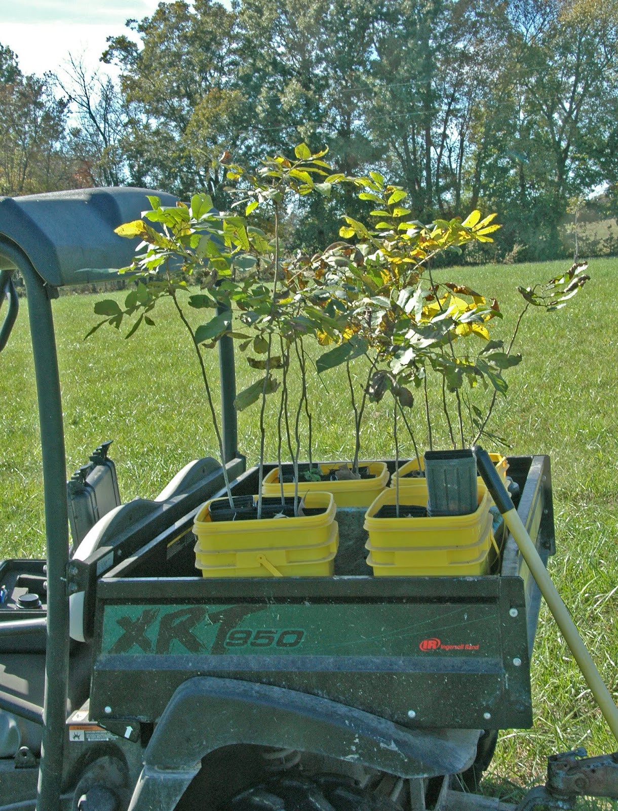 Northern Pecans Fall planting of container grown pecan trees