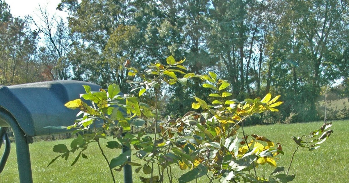 Northern Pecans Fall planting of container grown pecan trees