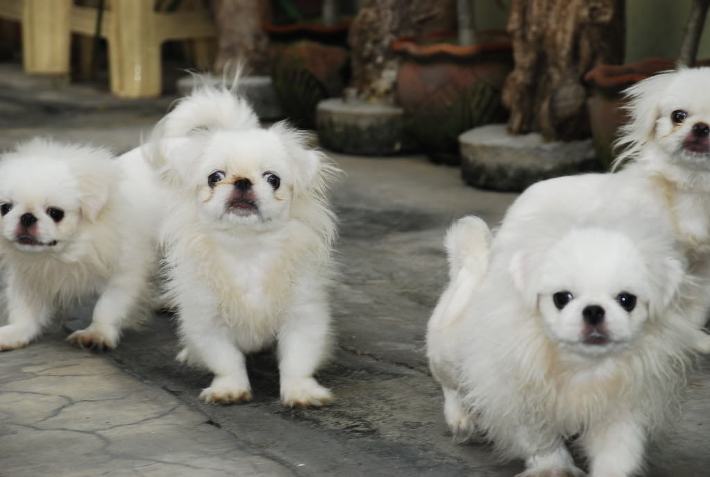 Richmond, Virginia - Pekingese Puppies For Sale adoption near me
