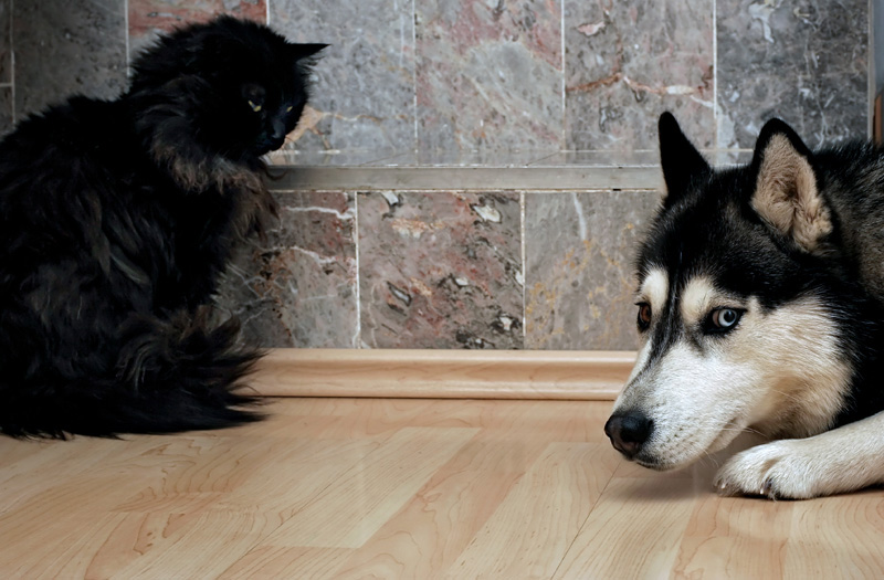 Can cats and dogs get along? Science says yes