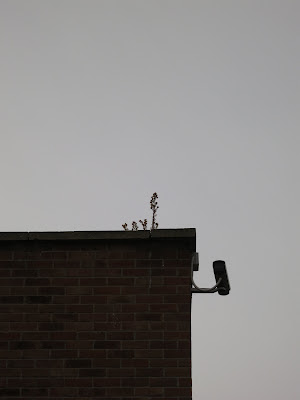 Silhouette of plants on top of building