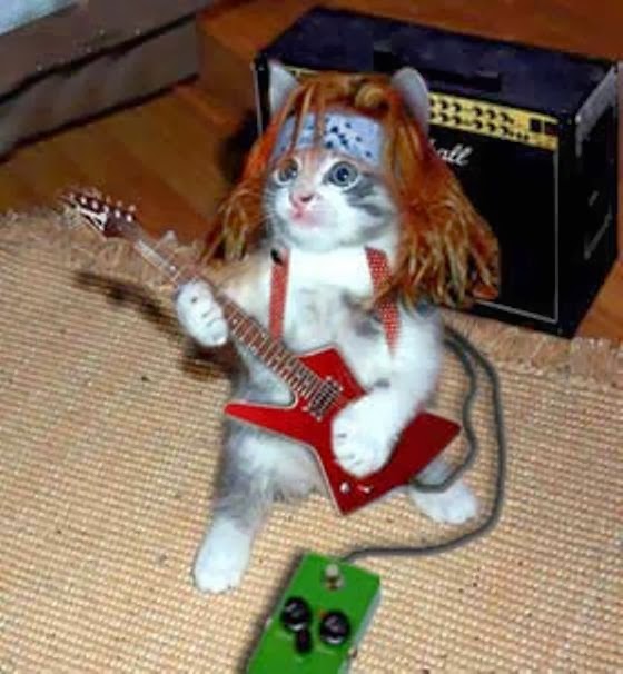 funny cats with guitars Mobile wallpapers