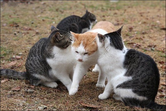 jealous cat, funny cute cat pictures, cat being jealous, cute kitten