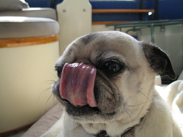 Resultado de imagen para Licking Its Face pug