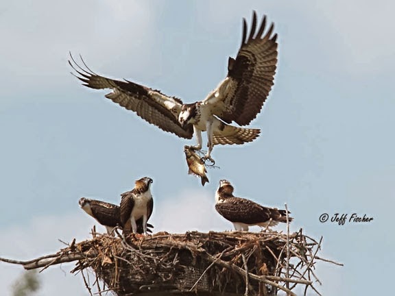 Osprey bringing fish to the nest