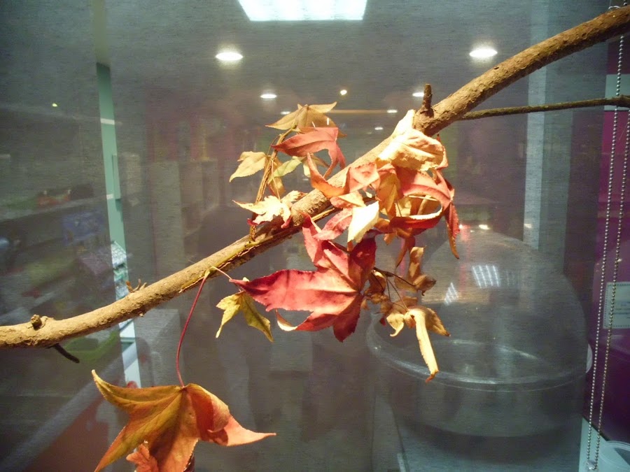 Detalle del escaparate, rama con hojas