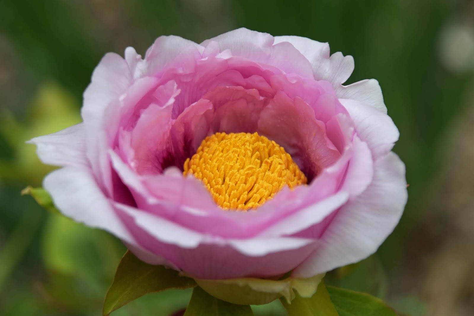 Southern Peony 2019 Second Peony Bloom of the Season, Tree Peony