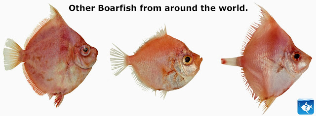 boar fish information
