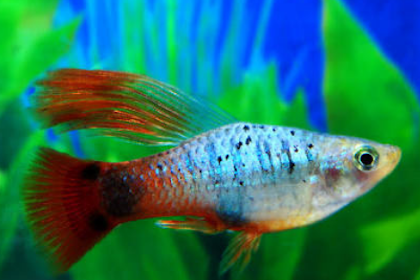 Semua Postingan Top Ikan