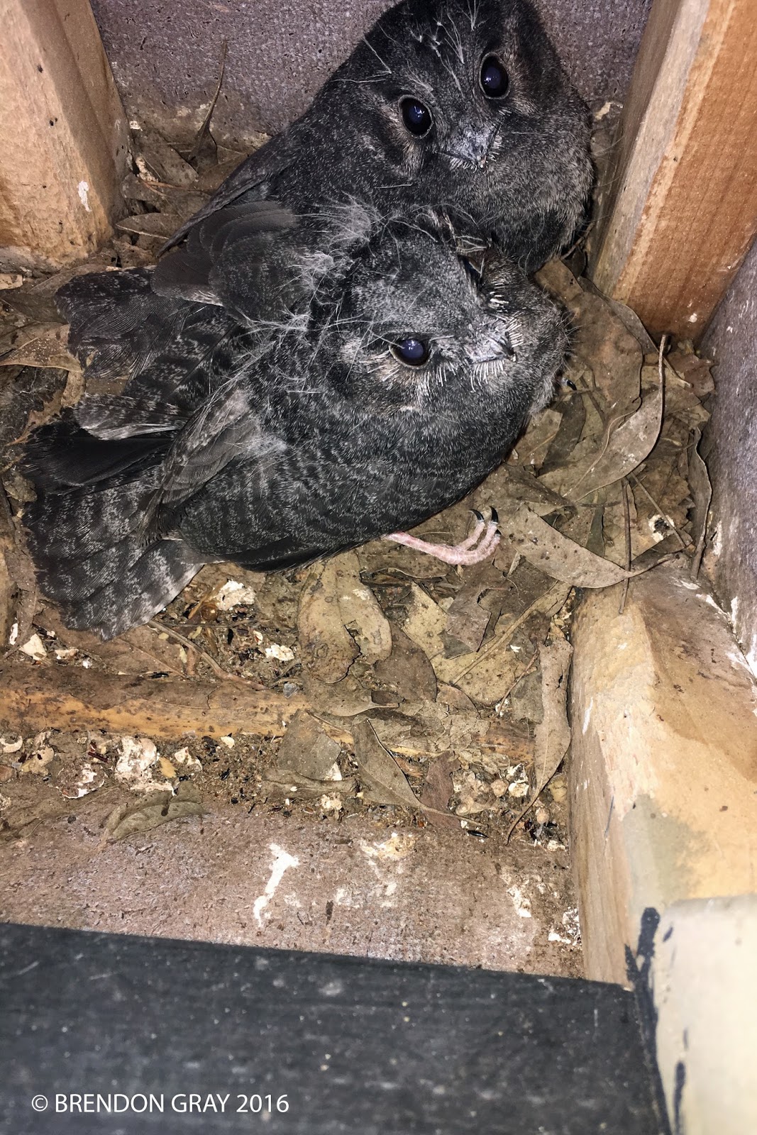 Owlet Nightjars nesting at Jarowair