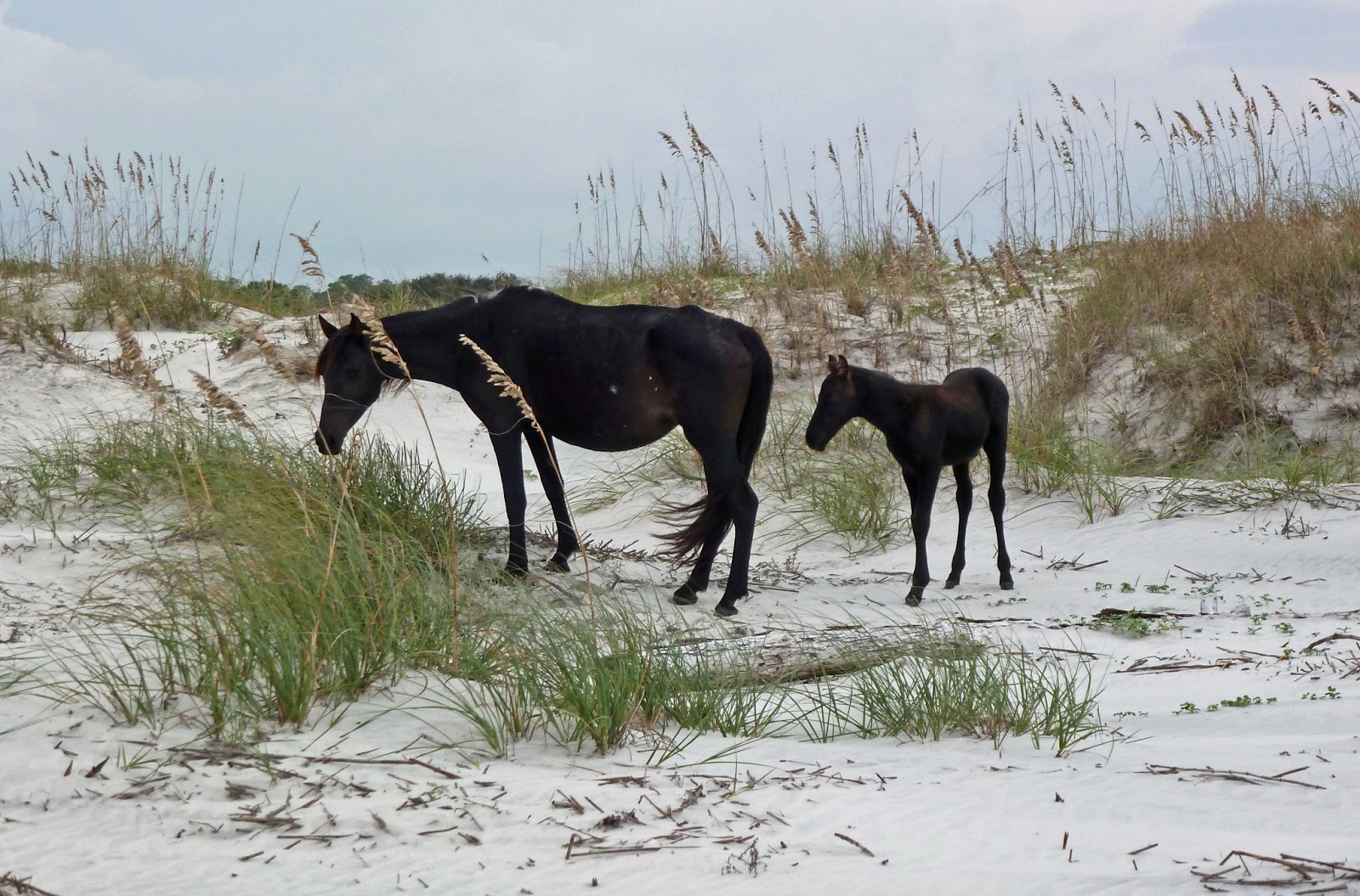 Great Loop Two Last Dance Cumberland Island