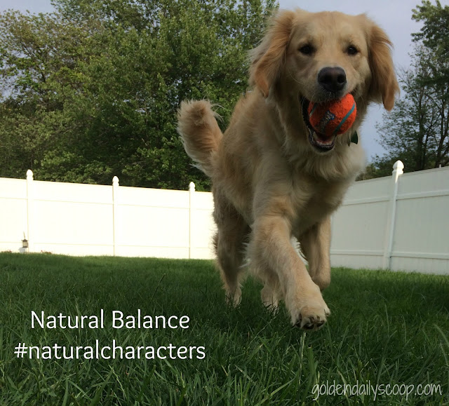 Celebrating Pets' unique characters with Natural Balance dog food