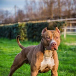 Pitbull Fun Show Slz