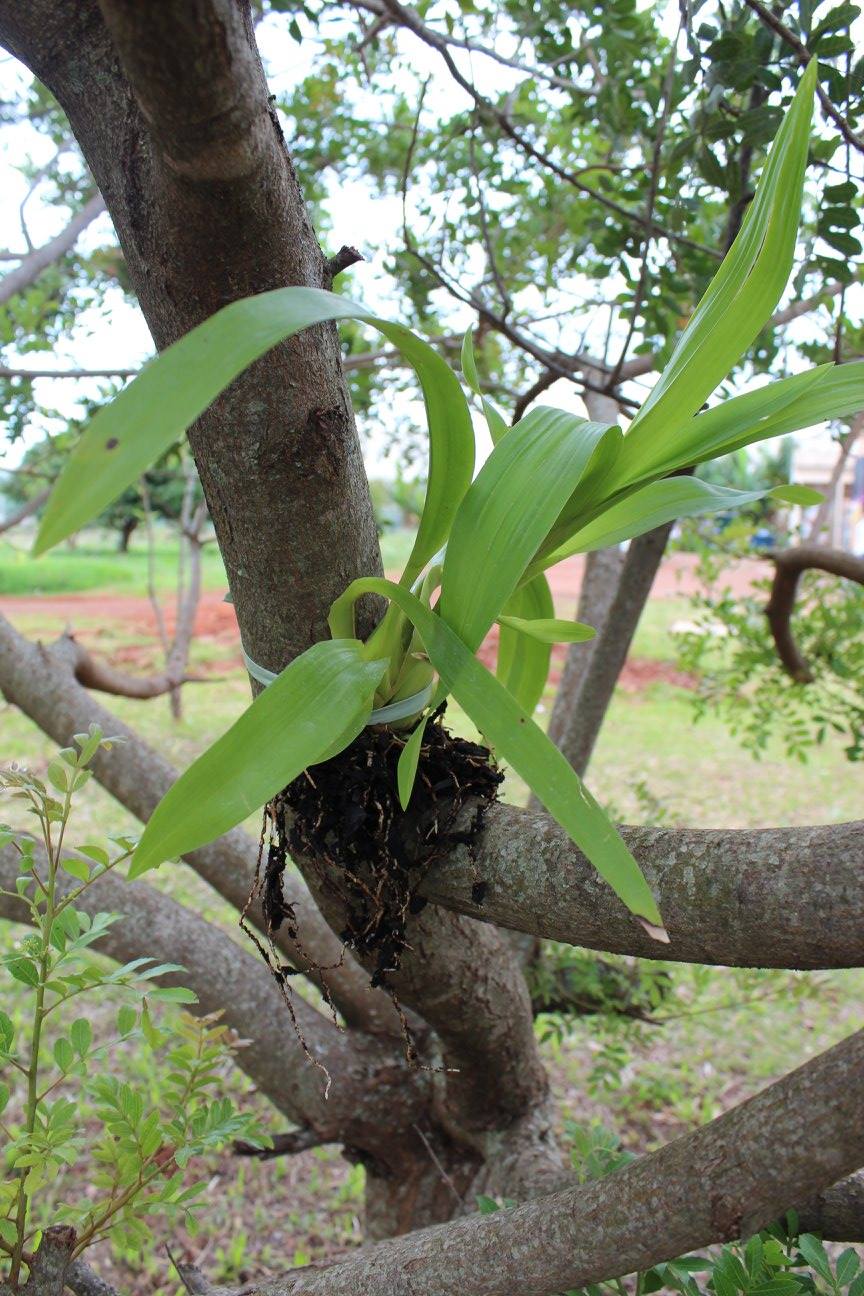 Plantio de mudas de orquídeas na UTFPR | Orquidário UEL