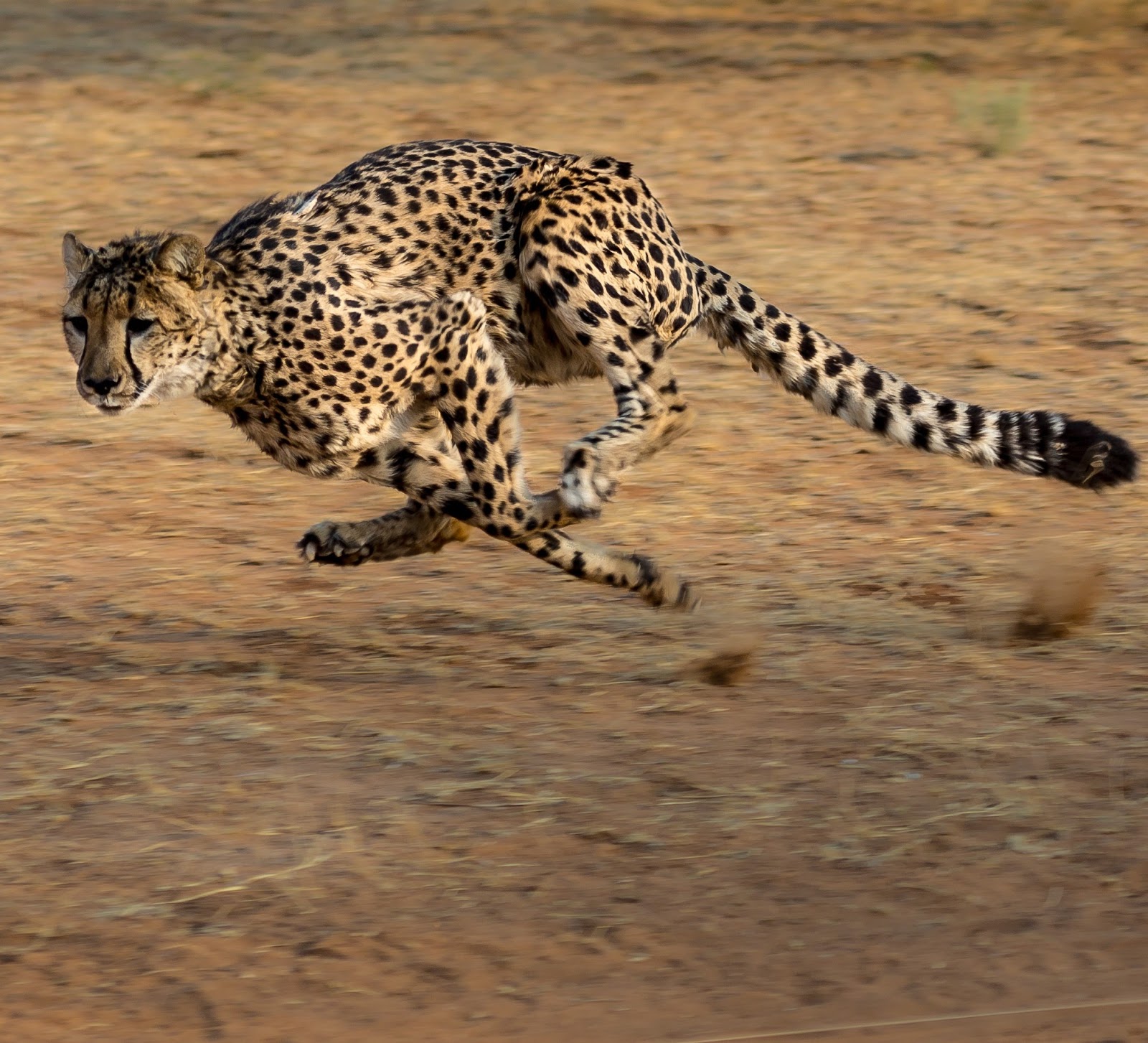 Сколько скорость гепарда. Гепард бежит. Скорость гепарда. Фигурка гепард a286638.