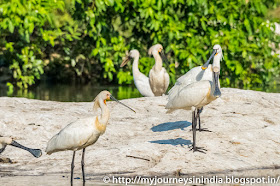 Ranganathittu Birds Common Spoonbill Ranganathittu Birds Common Spoonbill