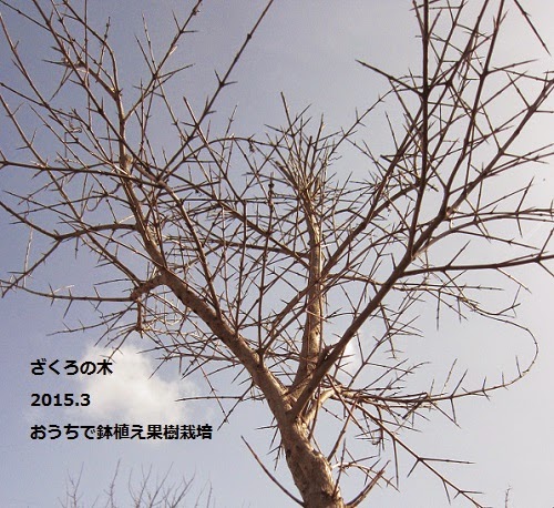 ザクロの木の栽培記録13年 年