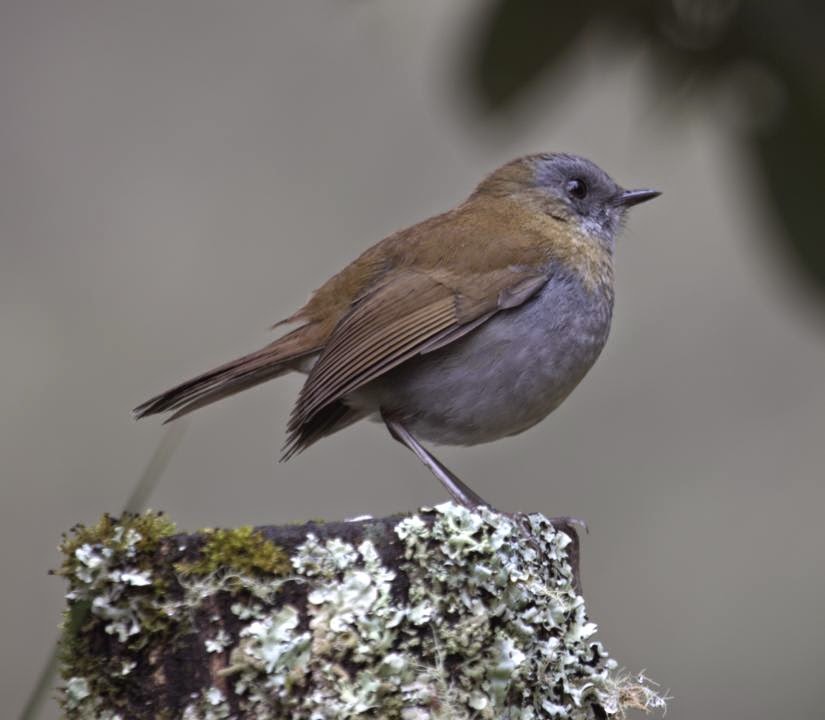Black-billed Nightingale-thrush