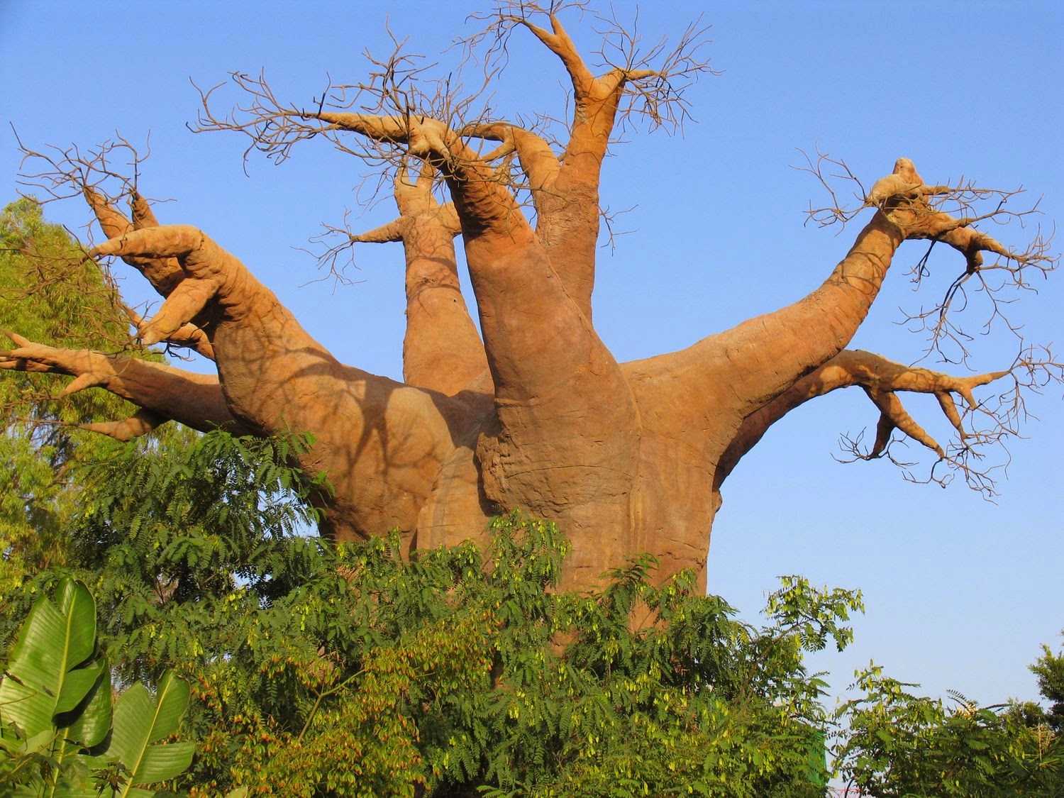 Drzewo Z Afryki Na 6 Liter Baobab - drzewo jak nie z tego świata
