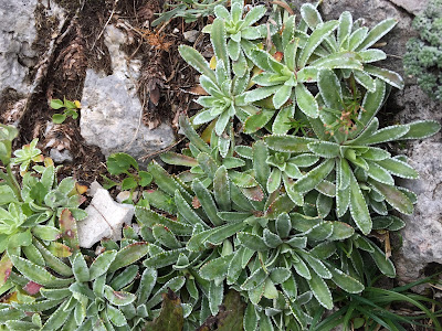 Saxifraga paniculata – Encrusted Saxifrage, Livelong Saxifrage (Sassifraga pannocchiuta).