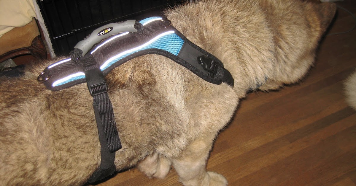 Pawsitive Feedback's Dog Blog Mobility