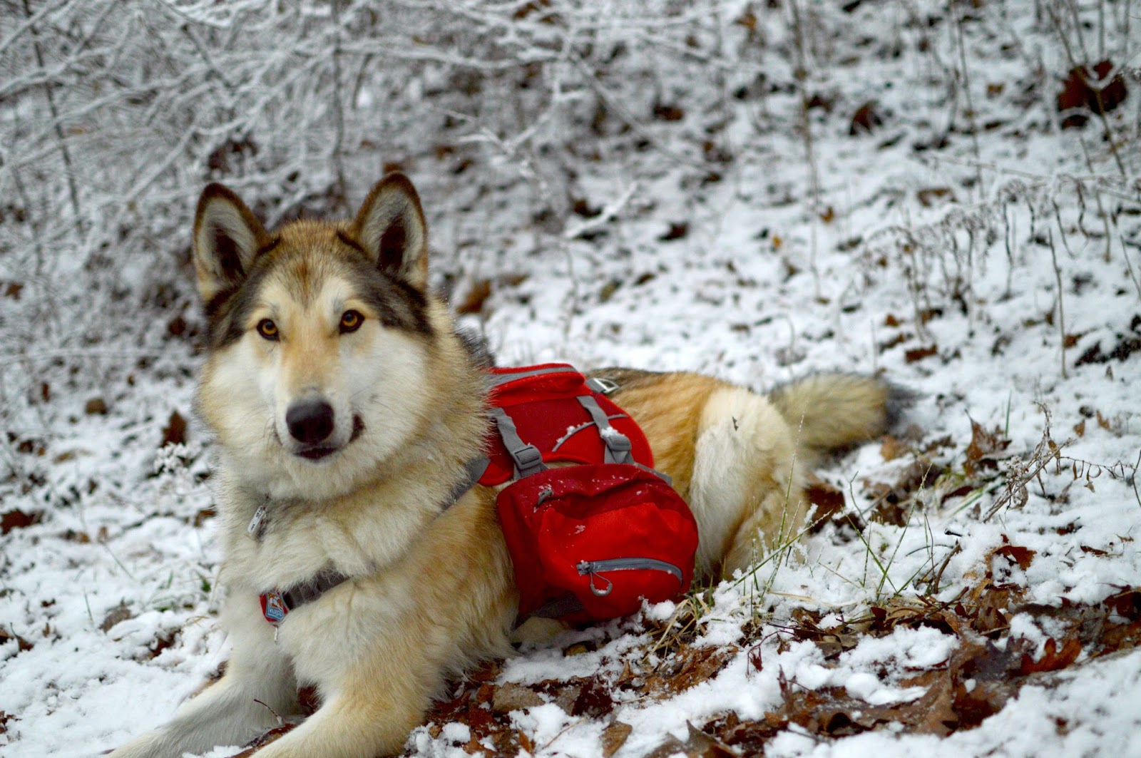 malamute backpack