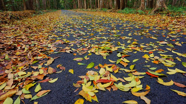 Alas Purwo Banyuwangi