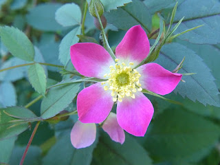 Rosier glauque - Églantier glauque - Églantier à feuilles rougeâtres - Rosier à feuilles rouges - Rosa glauca Rosier glauque - Églantier glauque - Églantier à feuilles rougeâtres - Rosier à feuilles rouges - Rosa glauca