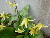 キバナカタクリの花