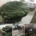 This Negros Occidental city has been using leaves as packaging since 2018