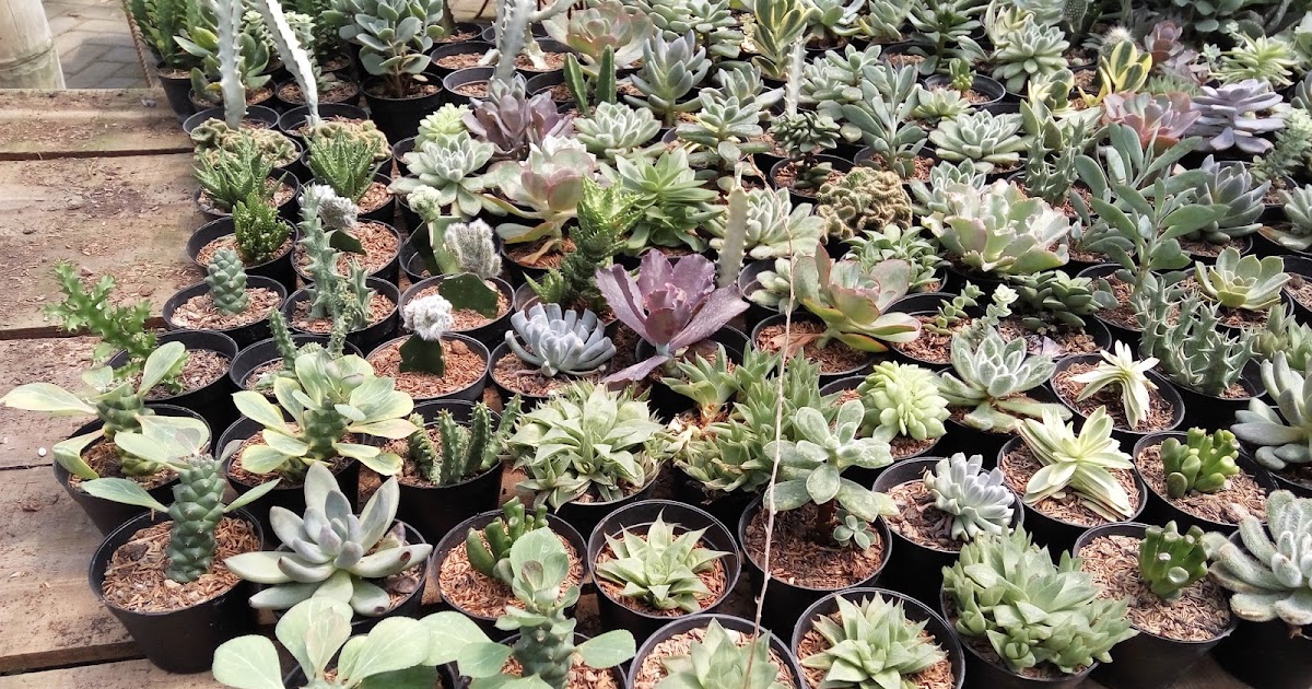 ANEKA SARI: KAKTUS MINI (tersedia di ANEKA SARI)