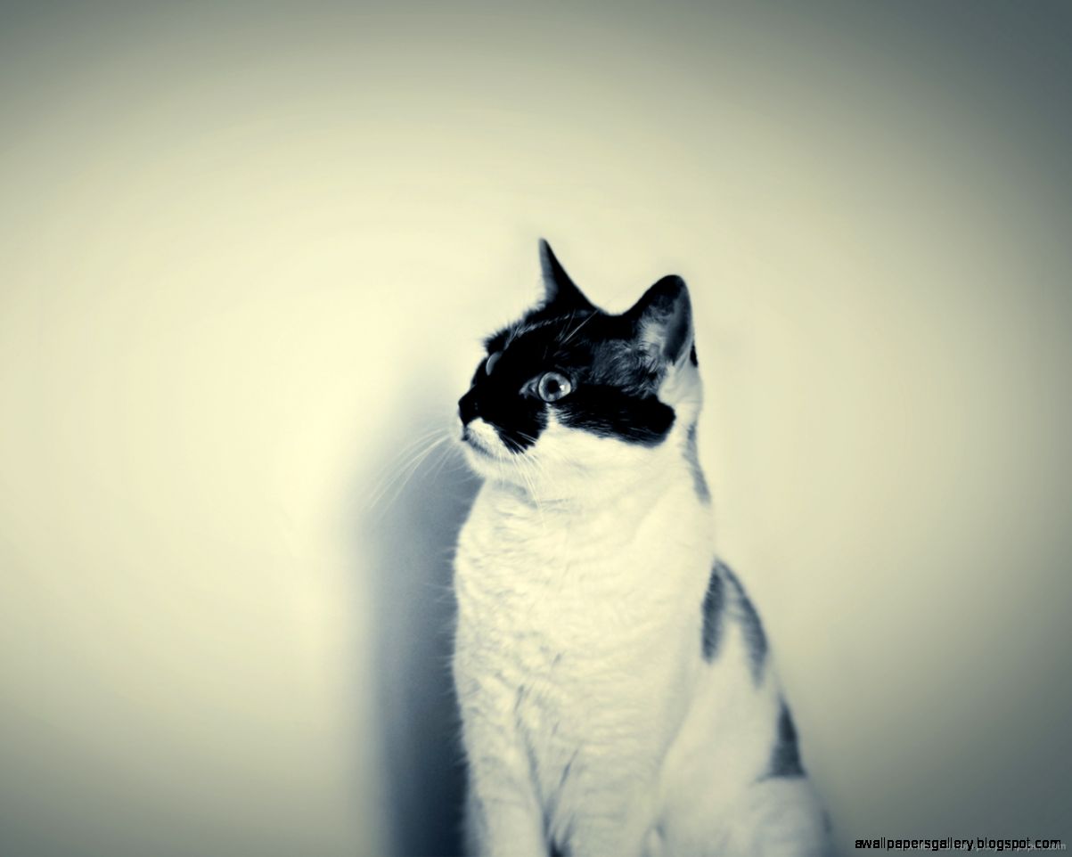 KAWAII CAT WALLPAPER TUMBLR   Wallpaper High Resolution