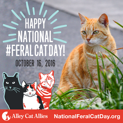 Sandpiper Cat National Feral Cat Day 2016