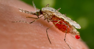 Cara Mudah Mengatasi Atau Menghindari Penyakit Malaria