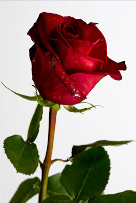 Hermosa rosa roja para compartir en Facebook