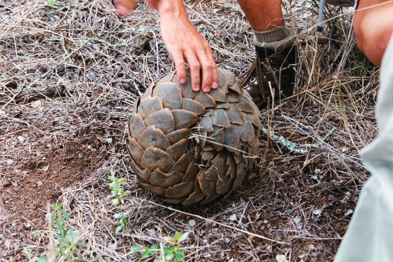 Murder is Everywhere: The Day I Met a Pangolin1500 x 1000