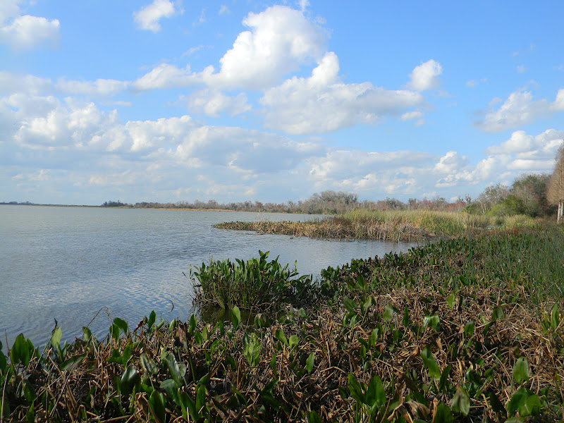 The "Unknown" Florida Magnolia Park Apopka, FL