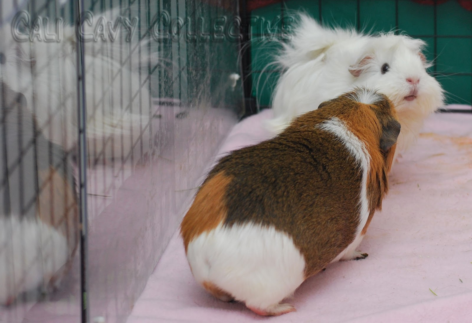 морские свинки. морские свинки. морская свинка пятнистая. морские свинки. морские свинки в васильево.